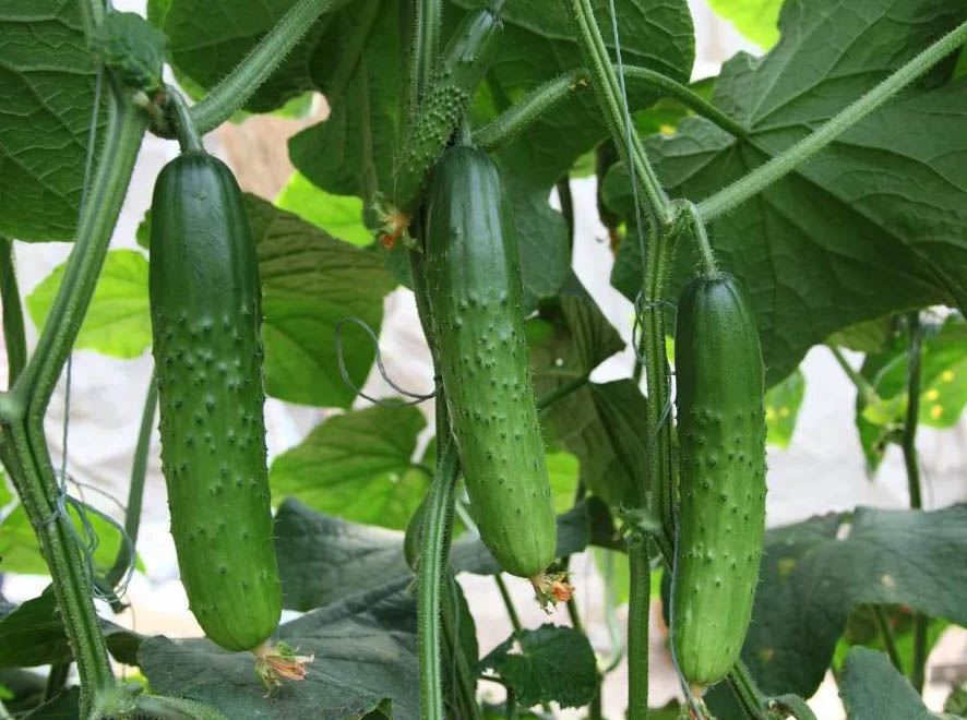 黄瓜种植管理方案