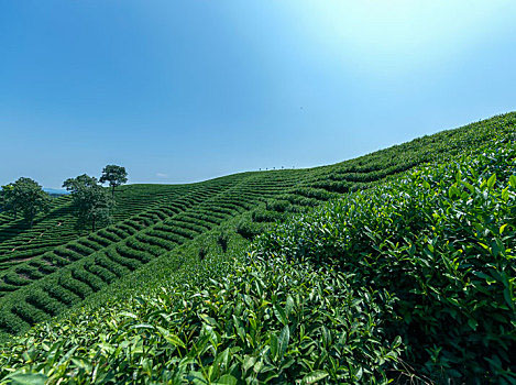 茶的发展及茶树种植要点